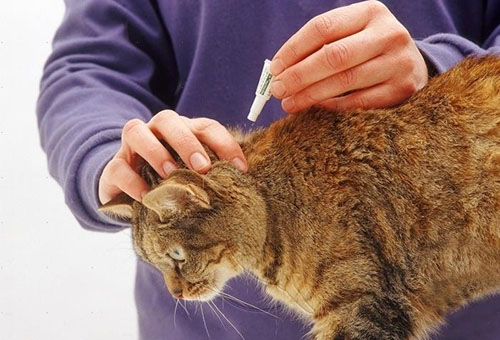 אדם מטפטף טיפות פרעושים על שכמותו של חתול.