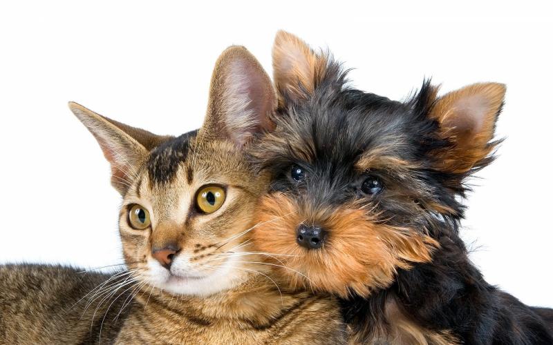 טיפות טבליות נגד קרציות ופרעושים בחתולים ובכלבים: סקירה וטיפים לשימוש