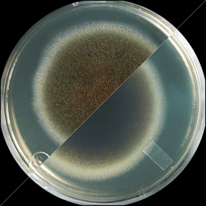 אולוקלדיום במבחנה