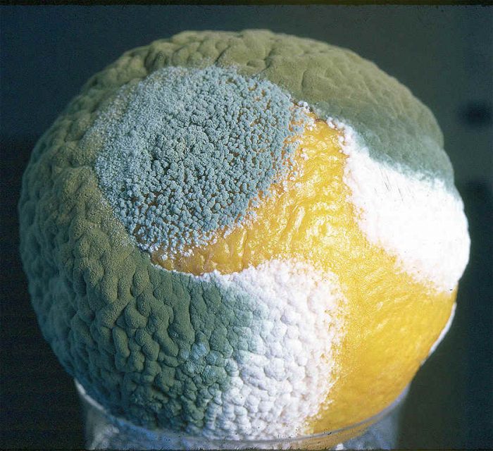 פנציליום על כתום