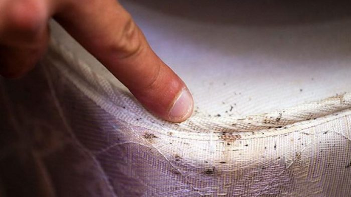 מזרן שניזוק על ידי פשפשים