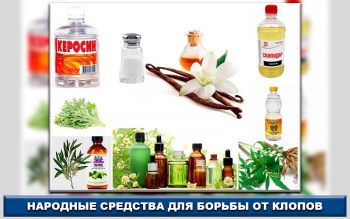 תרופות עממיות נגד פשפשים