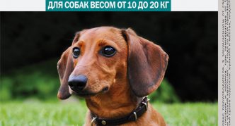 טיפות חטיפים לכלבים במשקל 10 עד 20 ק"ג