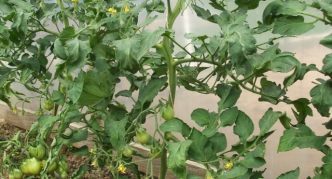 שיח עגבניות