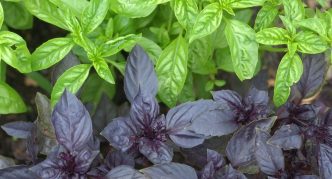 בָּזִילִיקוּם