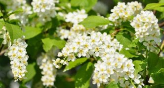 דובדבן ציפורים