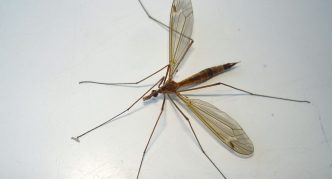 זבוב ארוך רגליים