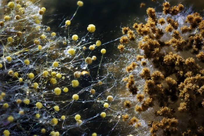 עובש תחת מיקרוסקופ