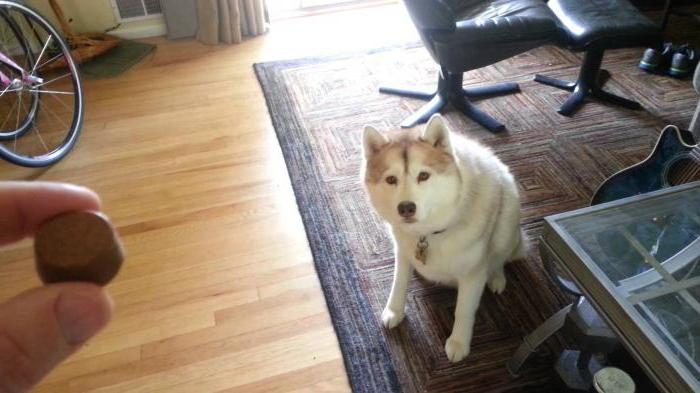 האכלת הכלב שלך עם ברבקטו