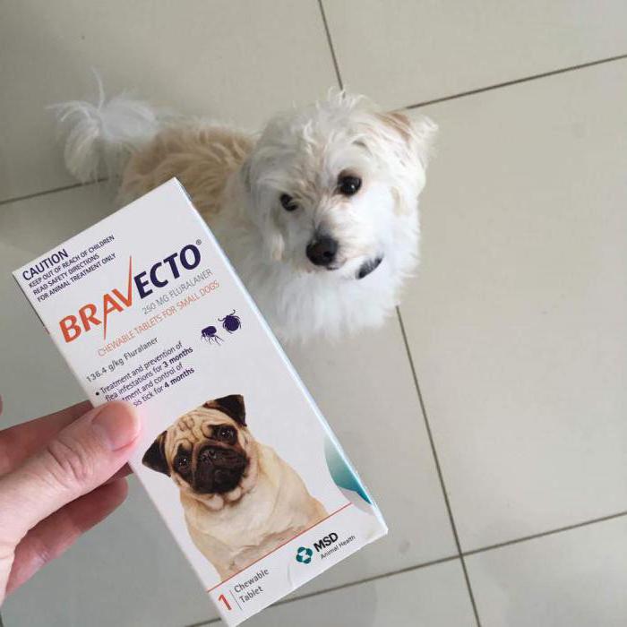 טבליות ברבקטו וכלב