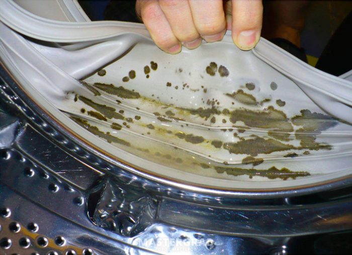 עובש בתוך מכונת הכביסה