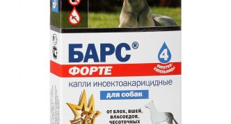 חטיפי פורטה לכלבים