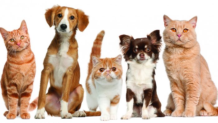 מספר חיות מחמד