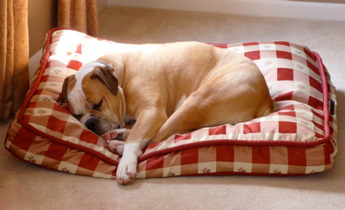 מצעים לחיות מחמד