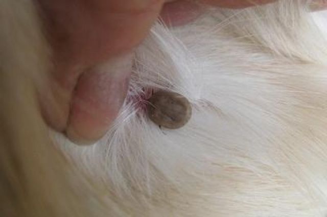 קרציה על בעל חיים