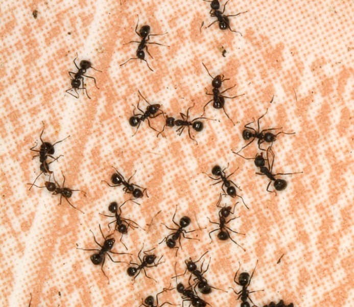 נמלים שחורות משוגעות