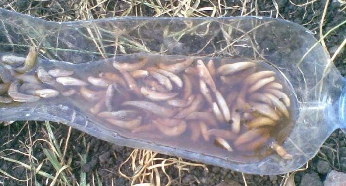 שבלולים בבקבוק