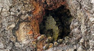 כוורת בשקע עץ