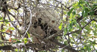 כוורת על עץ