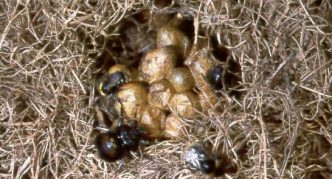 קן של דבורה