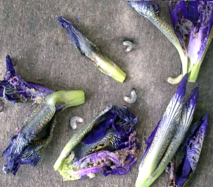 זחלי זבוב אירוס עם עלי כותרת פגומים