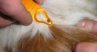 פלטת הסרת קרציות