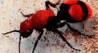 צרעה גרמנית