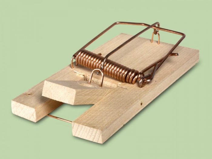 מלכודת חולדות עץ