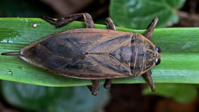 חרק מים ענק