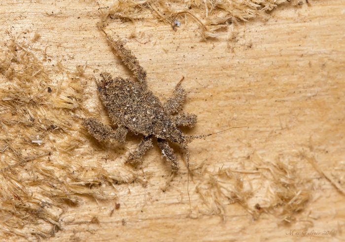 זחל רדוביה מאמר