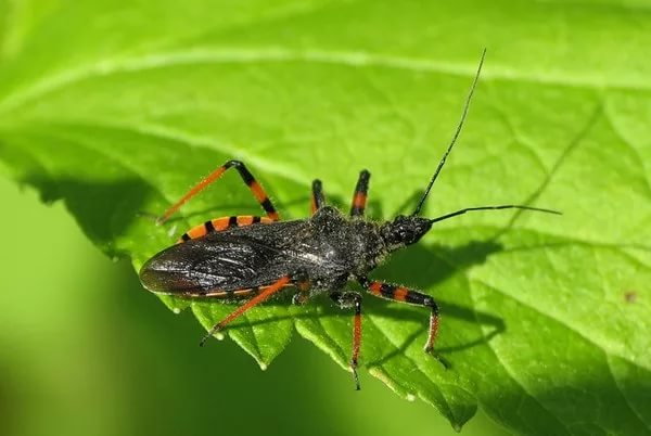 חרק טורף טבעתי על פני העלה