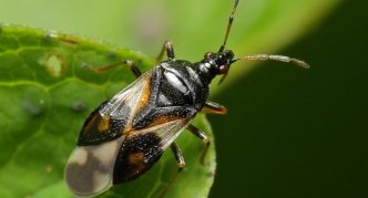 הטורף הזעיר