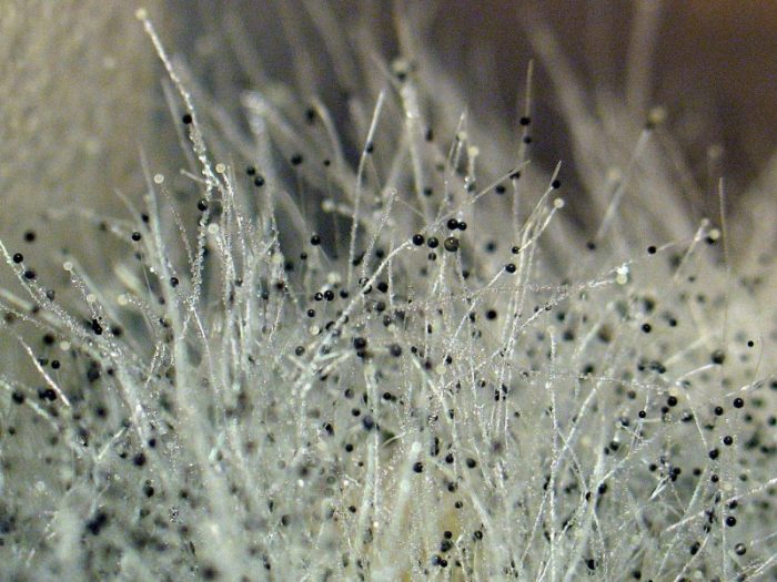 עובש תחת מיקרוסקופ