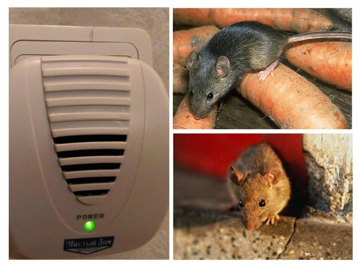 עכברים ומכשיר אולטרסאונד