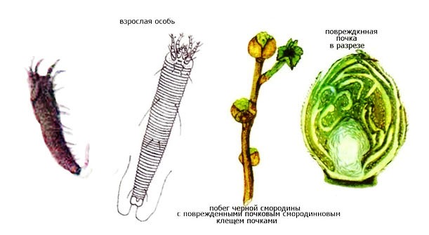 קרדית הכליה