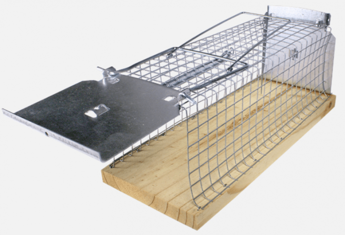 מלכודת חולדות של סוויסינו