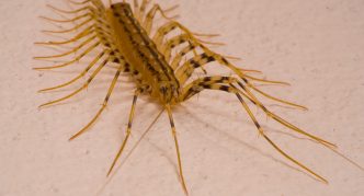 מרבה רגליים (מבט מהצד)