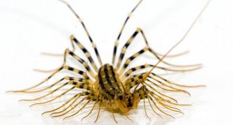 מרבה רגליים (מבט מלפנים)