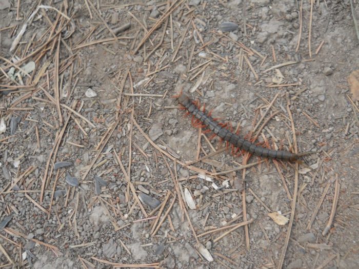 סקולופנדרה