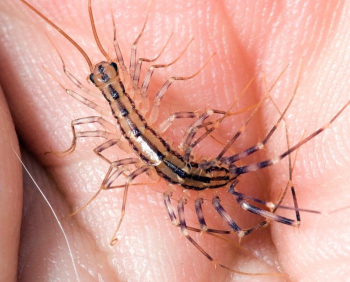 מרבה רגליים של בית על יד