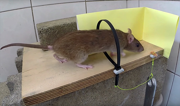 מלכודת חולדות