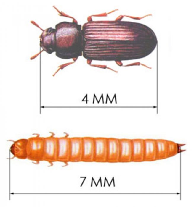 חיפושית קמח קטנה