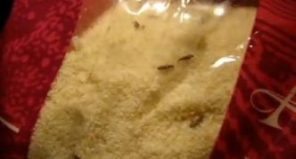 חיפושית בסולת