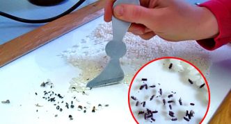 חיפושית בקמח