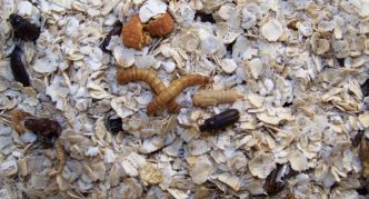 חיפושית בשר בשיבולת שועל