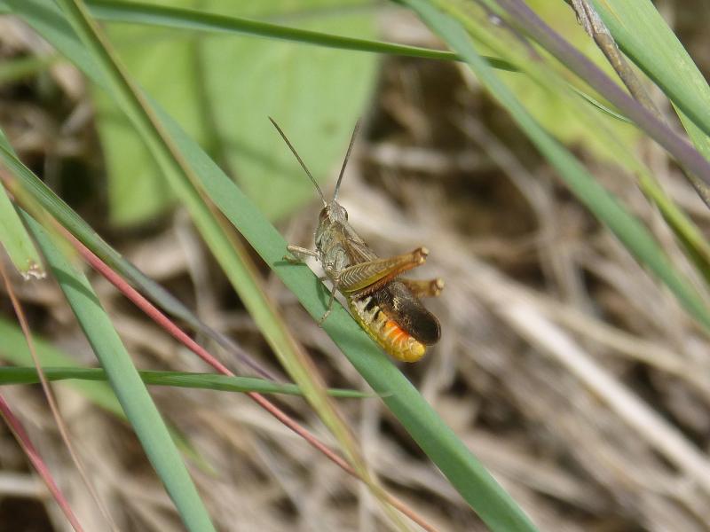 צרצר על הדשא