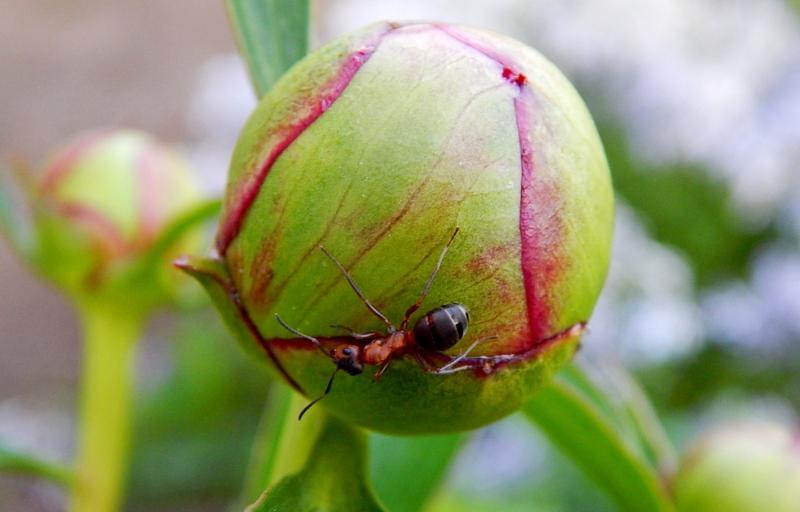 נמלה על ניצן אדמונית