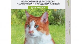 ברים לחתולים