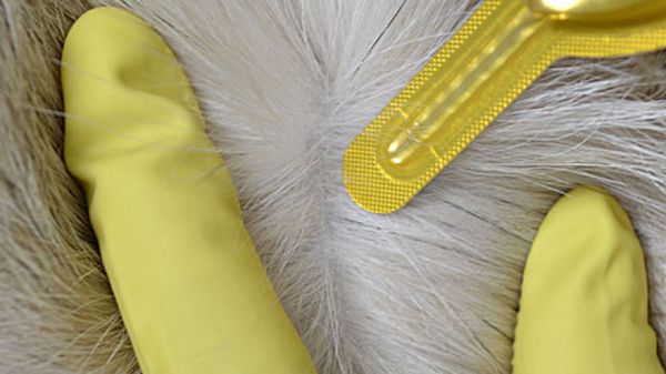 מרחו טיפות על השכמות