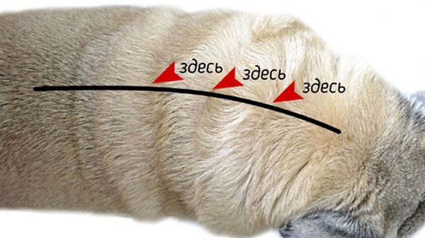 אזור טיפול בפרעושים בחיות מחמד